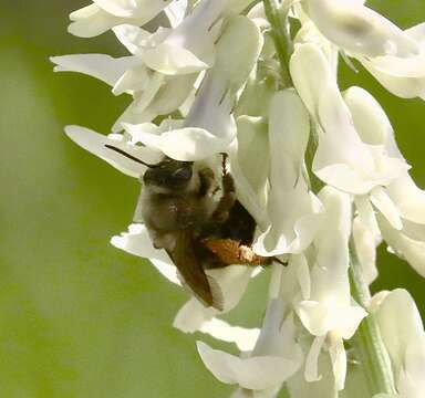 Image of Eucera frater (Cresson 1879)