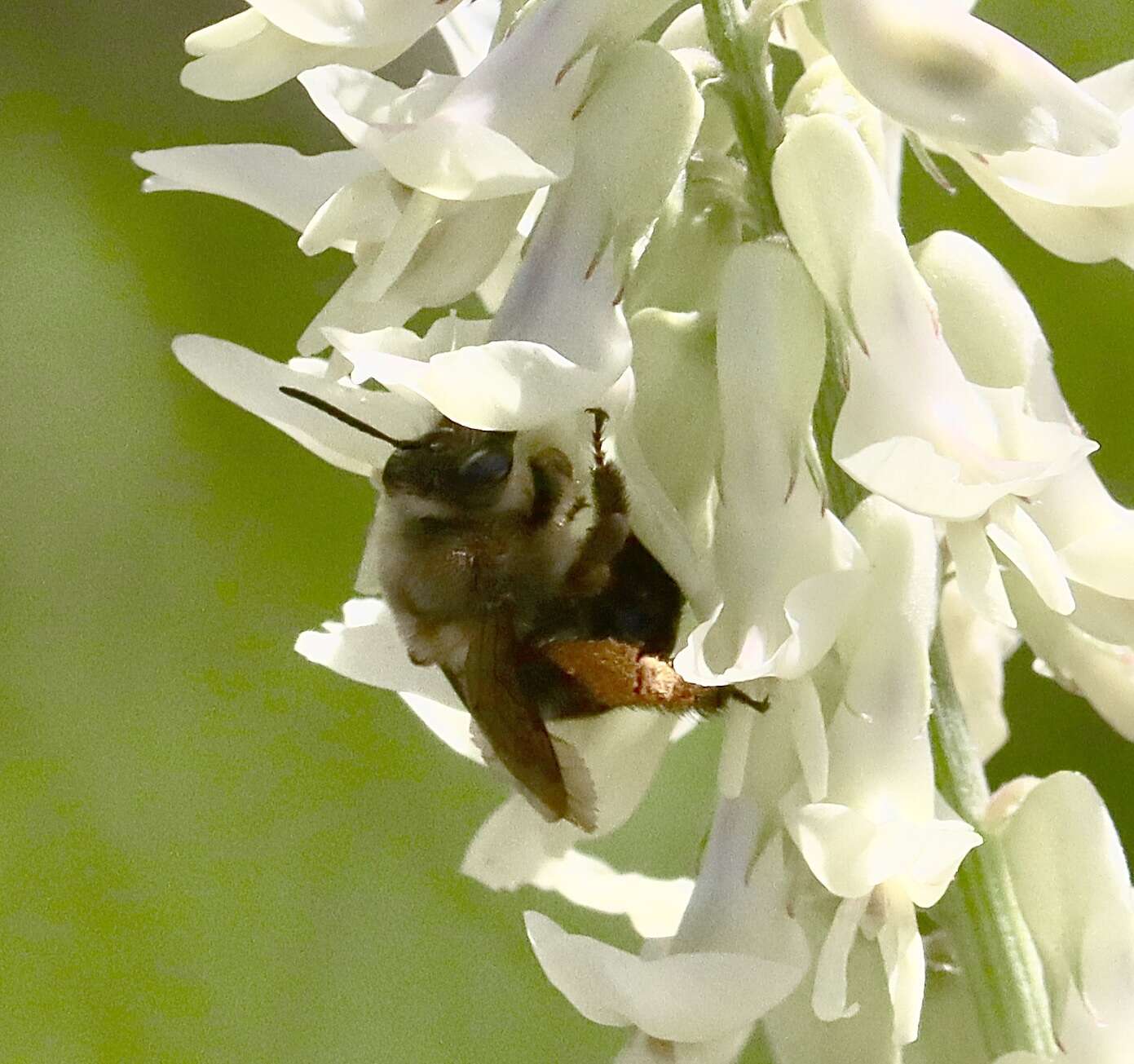 Image of Eucera frater albopilosa (Fowler 1899)