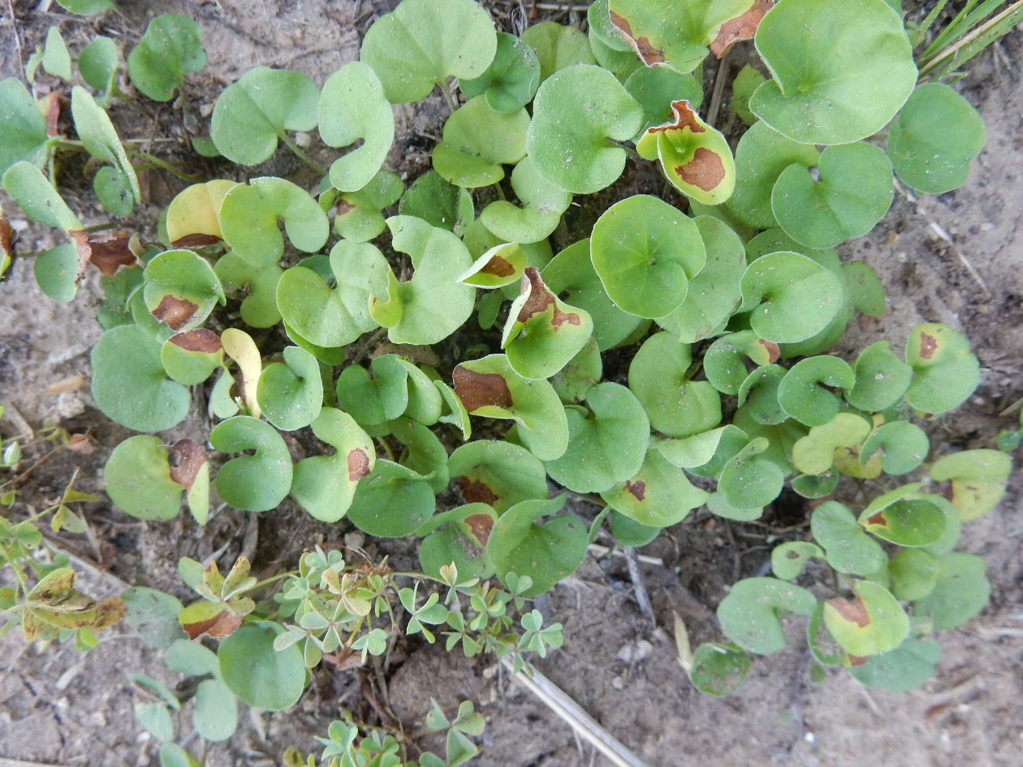 Imagem de Dichondra carolinensis Michx.