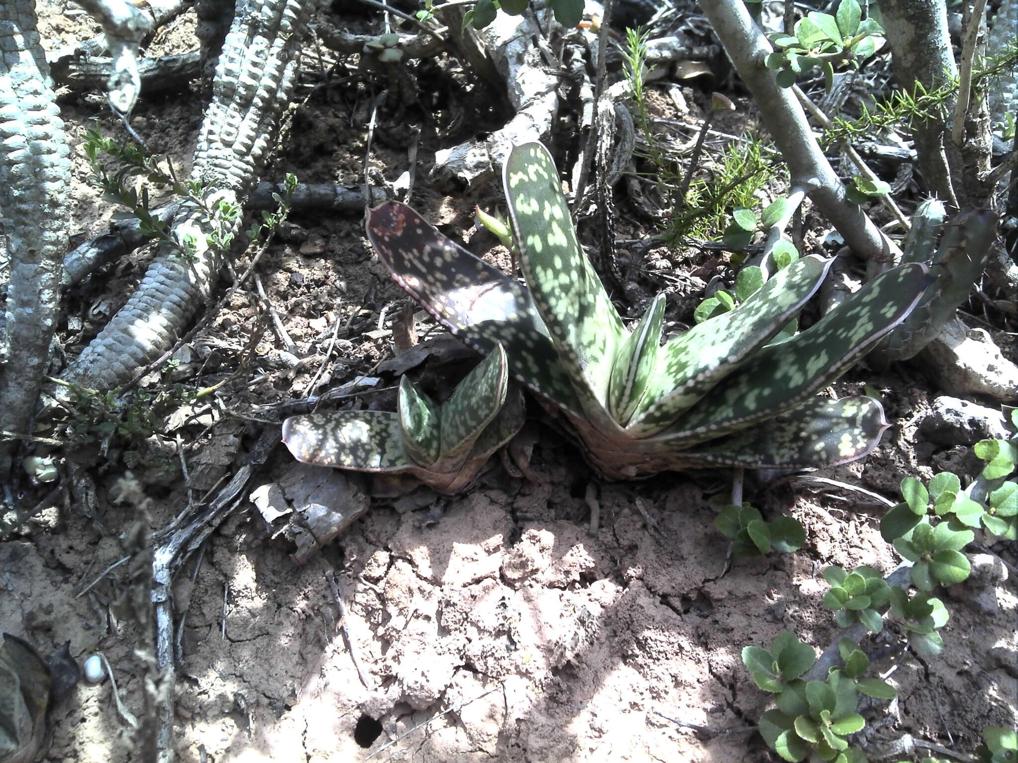 Image of Gasteria obliqua (Aiton) Duval