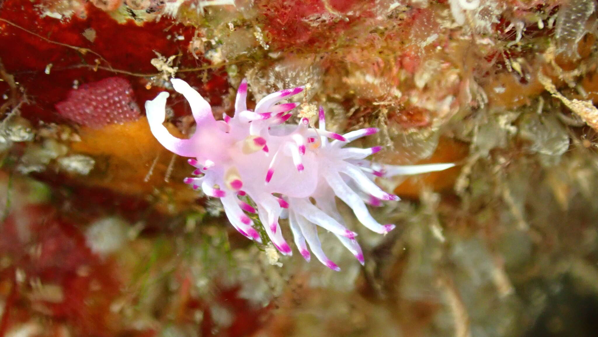 Image de Flabellina llerae Ortea 1989