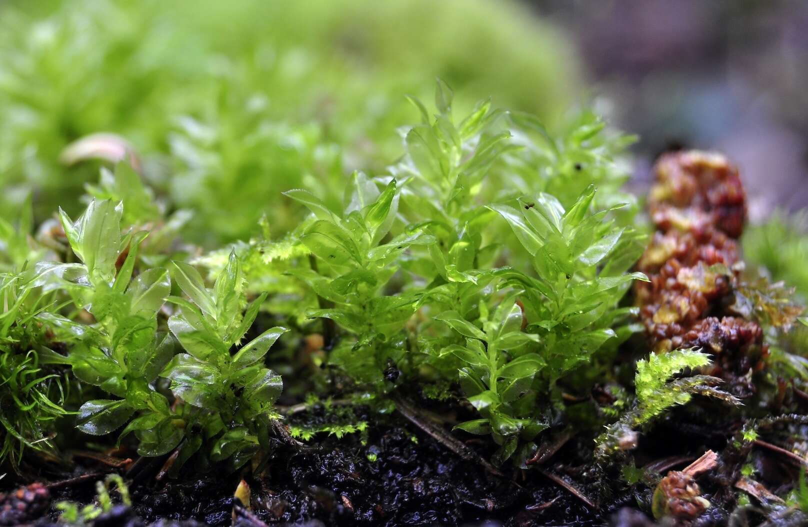 Image of plagiomnium moss