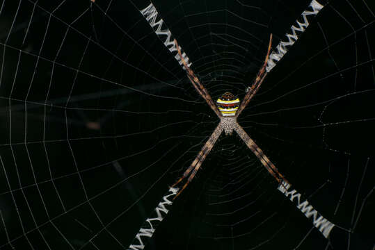 Image of Argiope jinghongensis Yin, Peng & Wang 1994