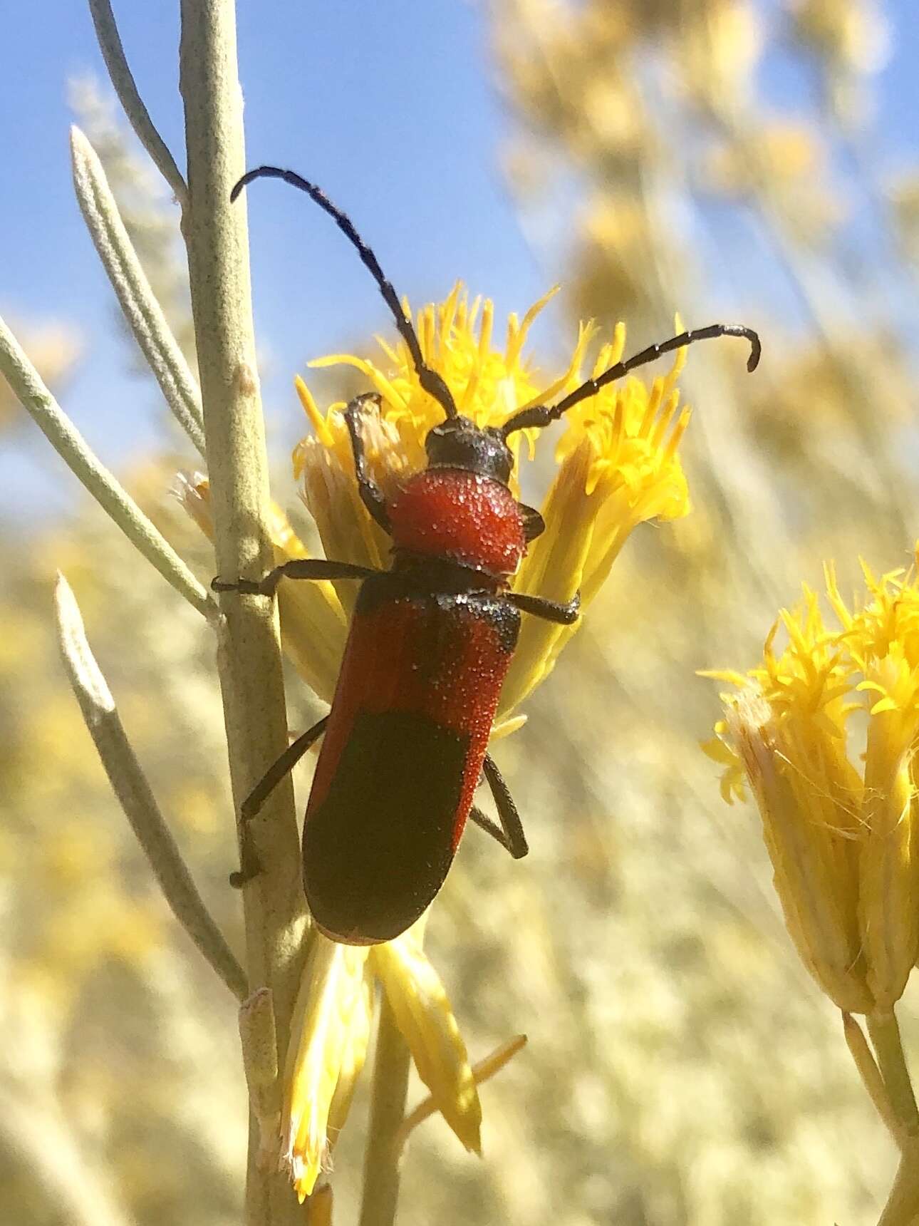 Imagem de Crossidius coralinus ascendens Linsley 1957