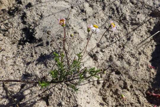 Image of Felicia hyssopifolia subsp. hyssopifolia