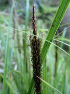 Image of Carex megalepis K. A. Ford