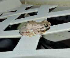 Image of Bleating Tree Frog