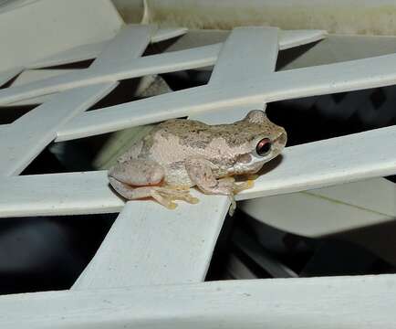 Litoria dentata (Keferstein 1868)的圖片