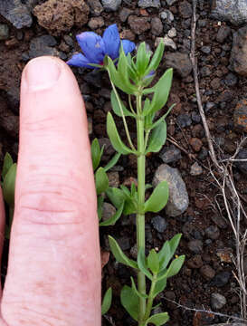 Image of <i>Lysimachia monelli</i>