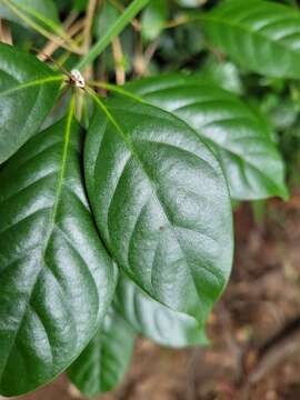 Слика од Lithocarpus taitoensis (Hayata) Hayata