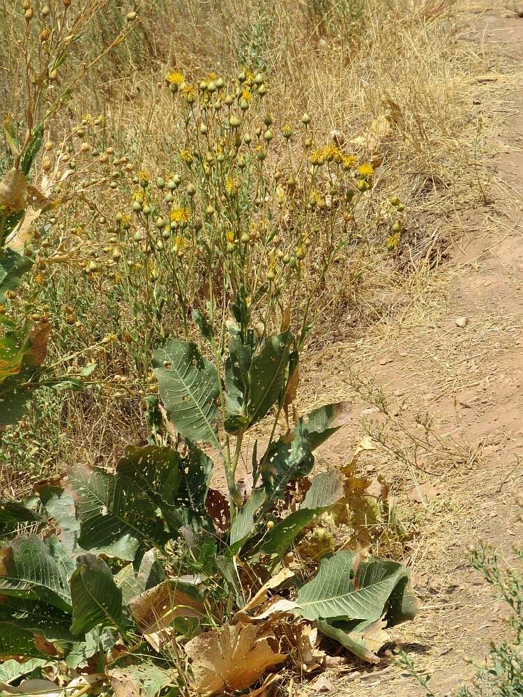 Image of Centaurea behen L.