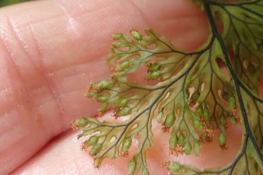 Image de Hymenophyllum krauseanum Phil.