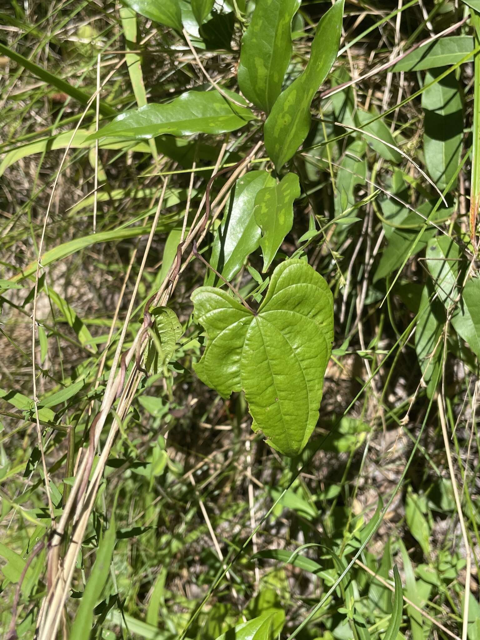 Image of Florida yam