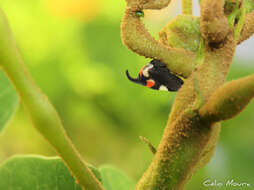 Imagem de Enchophyllum quinquemaculata Fairmaire