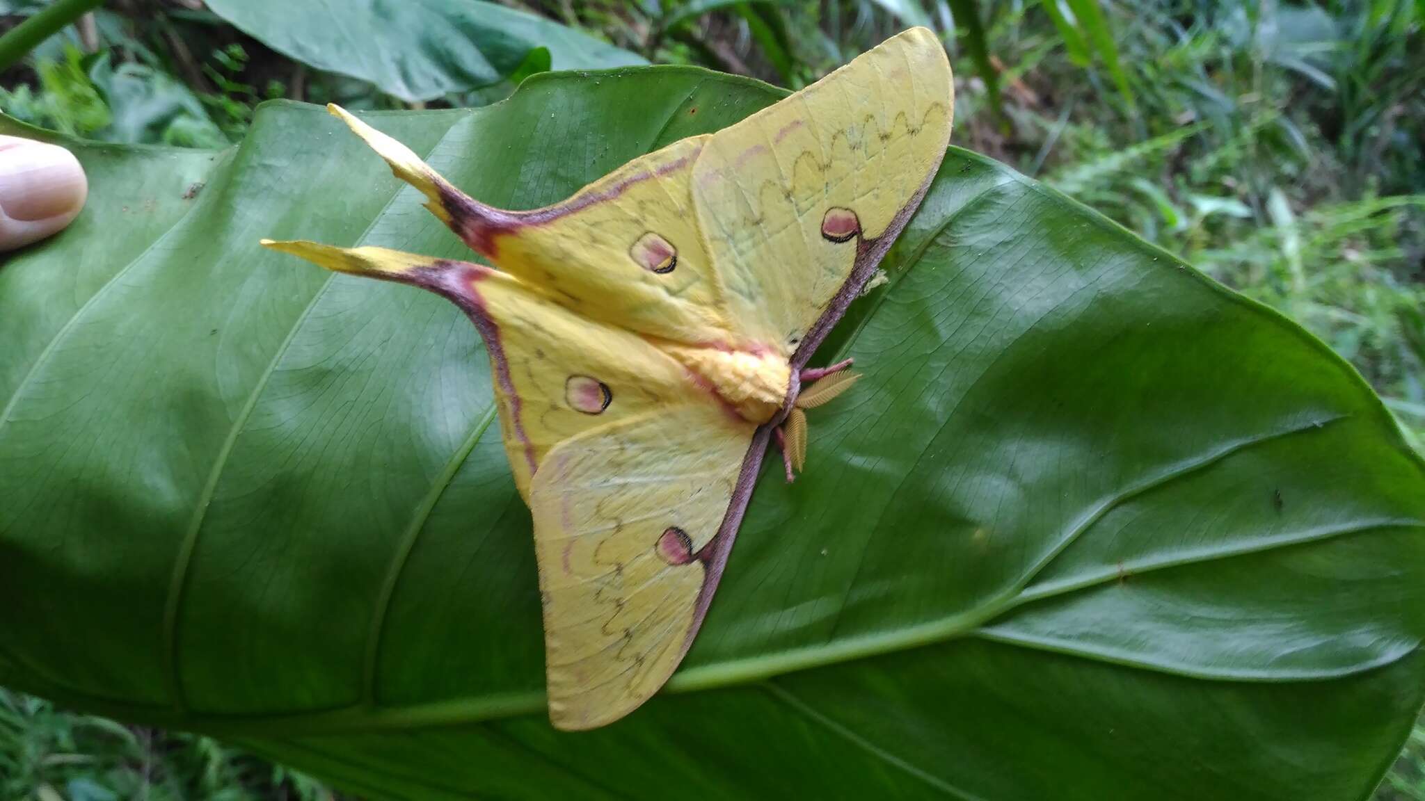 Image of Actias sinensis subaurea Kishida 1993