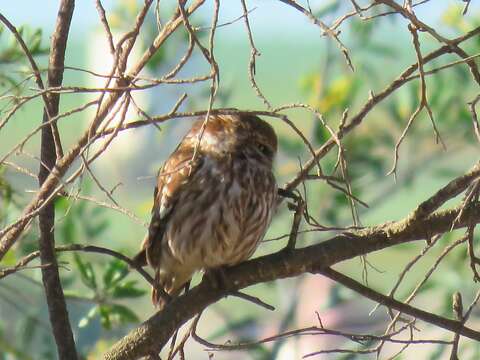 صورة Athene noctua glaux (Savigny 1809)