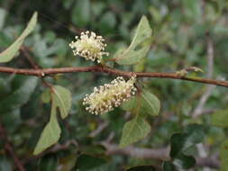 Streblus pendulinus (Endl.) F. Müll.的圖片