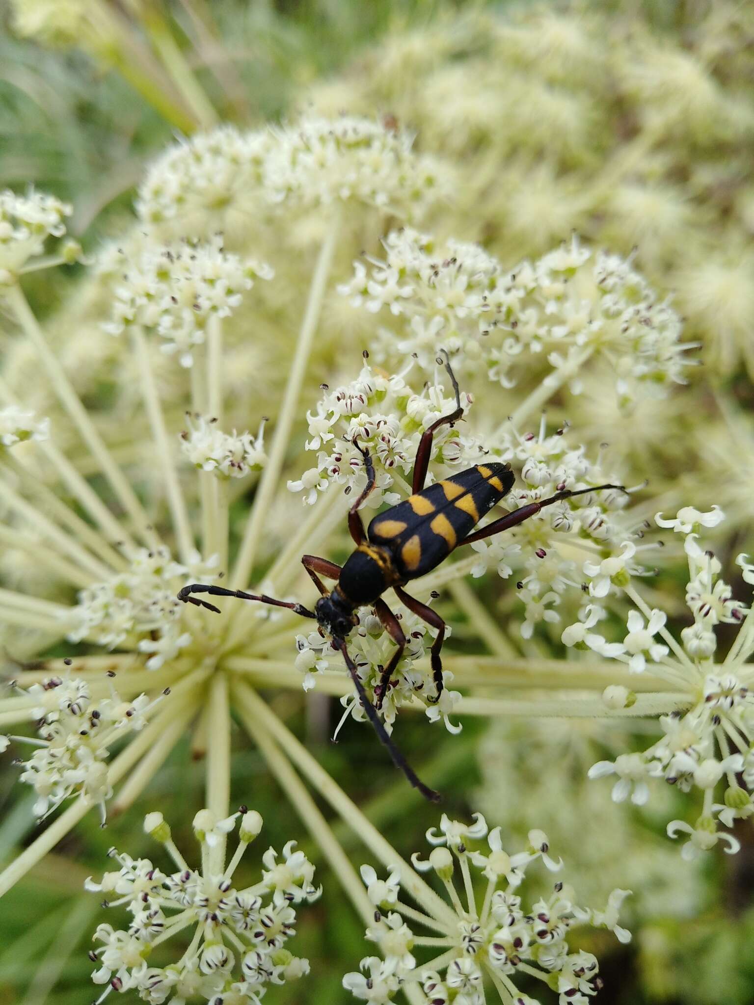 Image of Leptura taranan (Kano 1933)