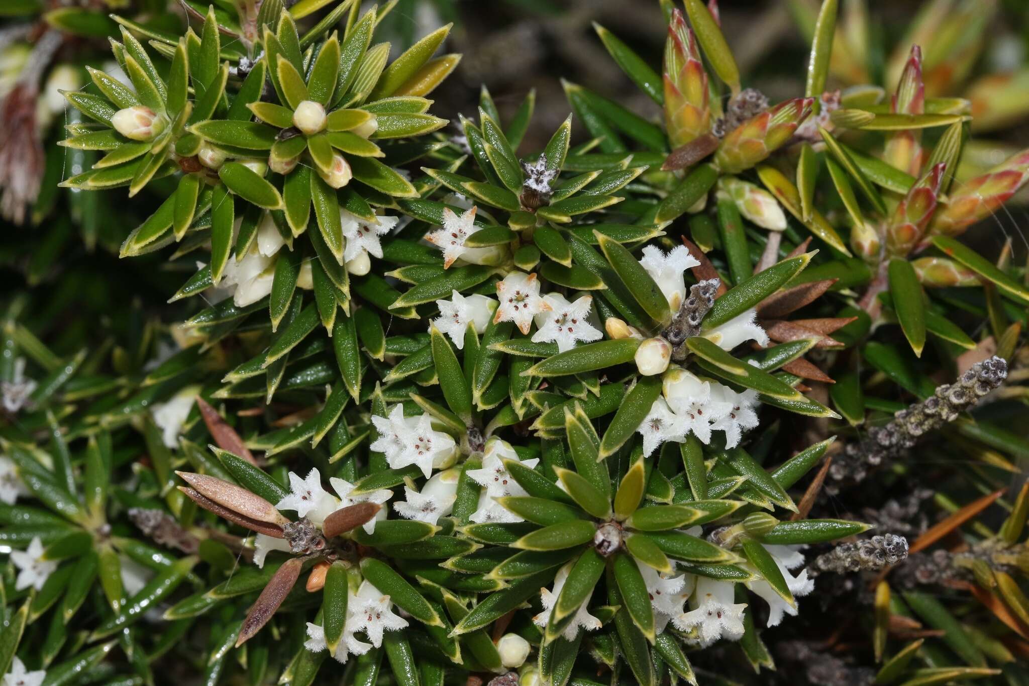 Image of Leptecophylla abietina (Labill.) C. M. Weiller