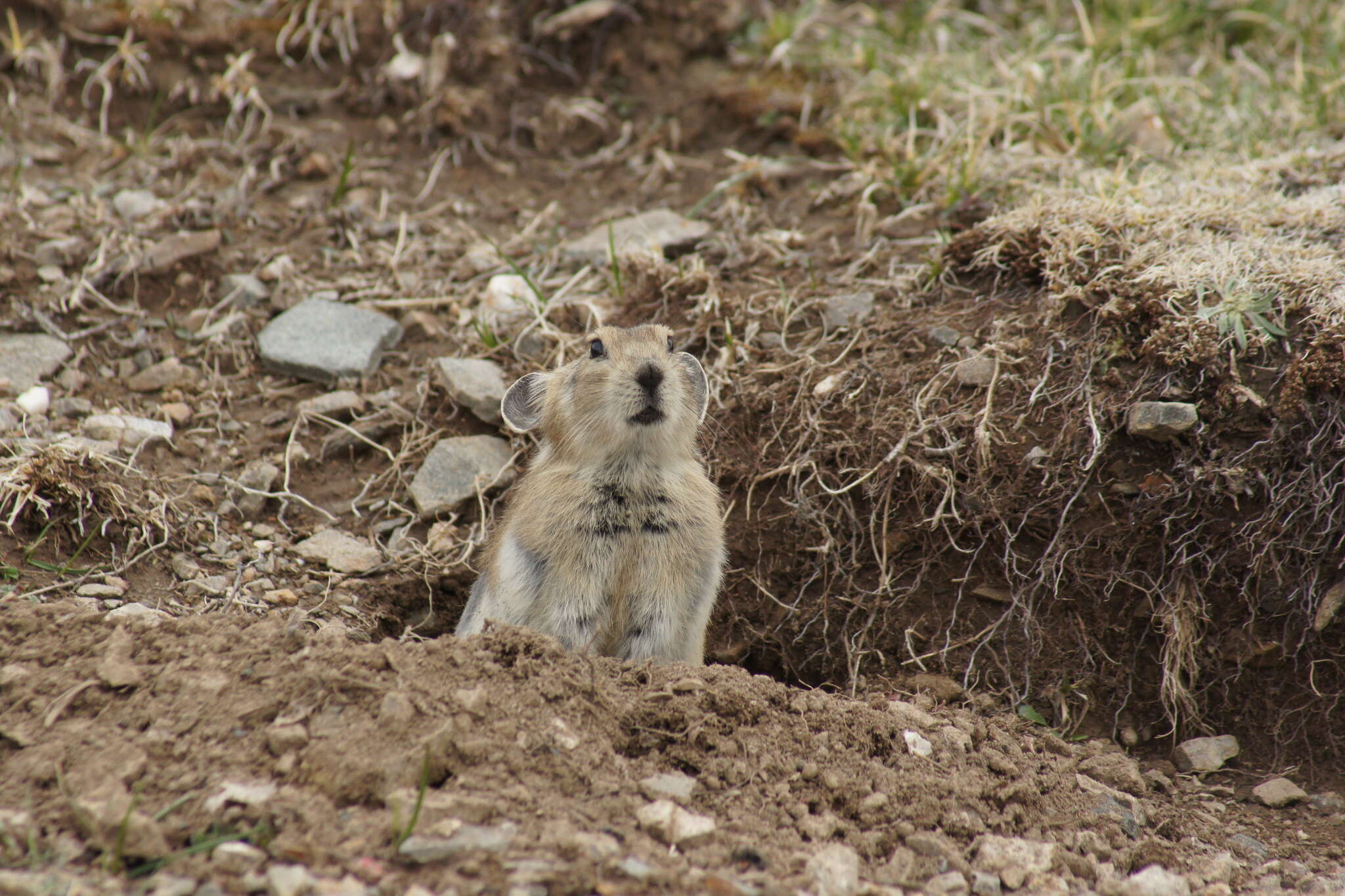 Image of Black-lipped Pika