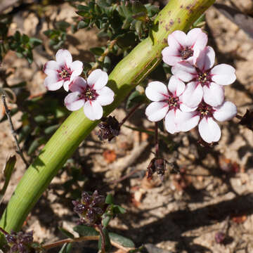Image of Loose Chinaflower