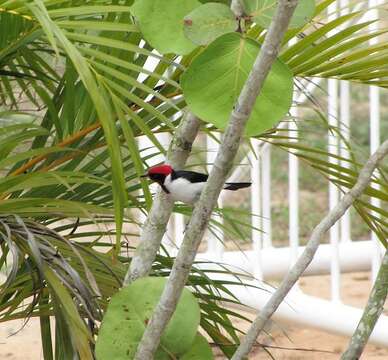 Image of Masked Cardinal