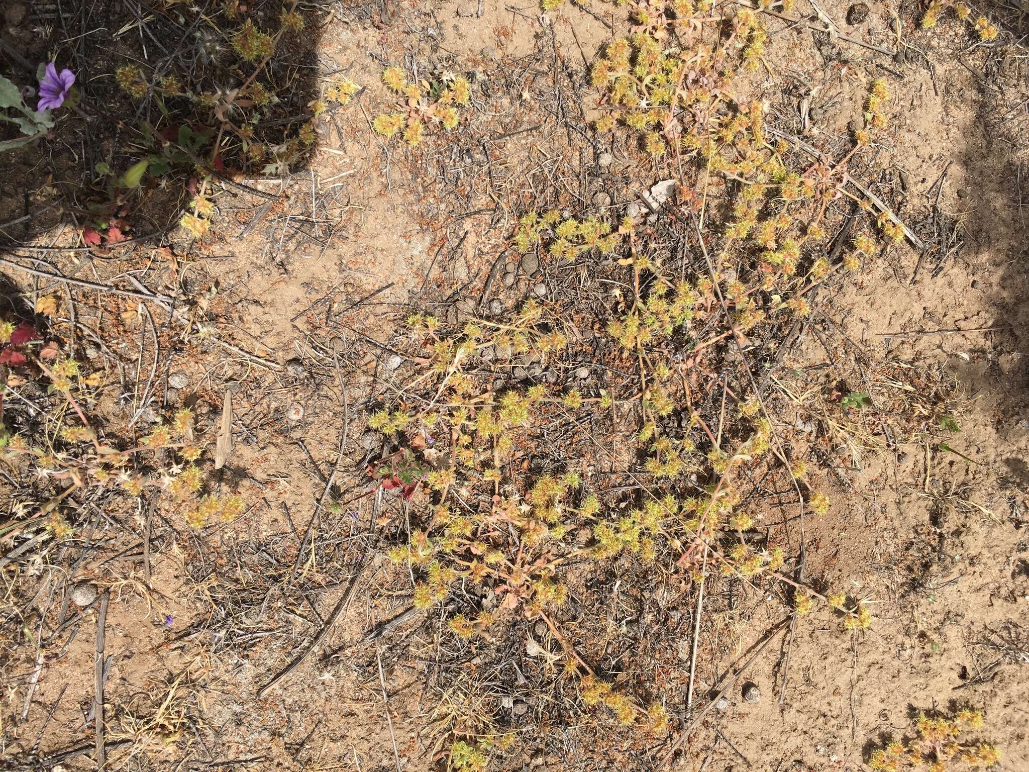 Слика од Chorizanthe angustifolia Nutt.