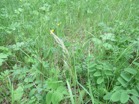 Image of needlegrass