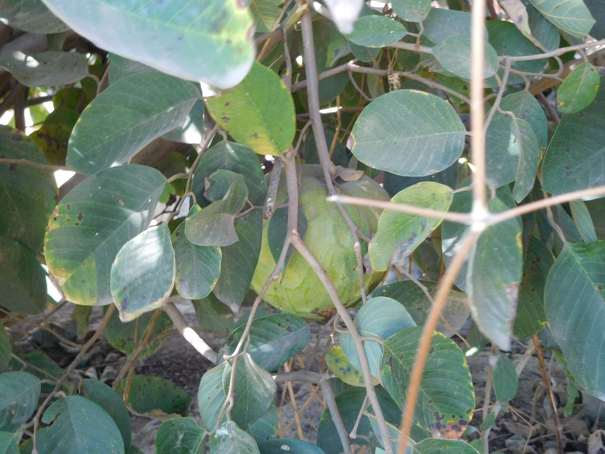 Plancia ëd Annona cherimola Mill.