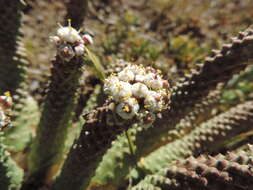 Euphorbia esculenta Marloth resmi