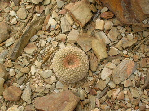 Image de Yavia cryptocarpa R. Kiesling & Piltz