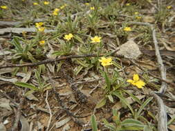 Image of Goodenia willisiana R. Carolin