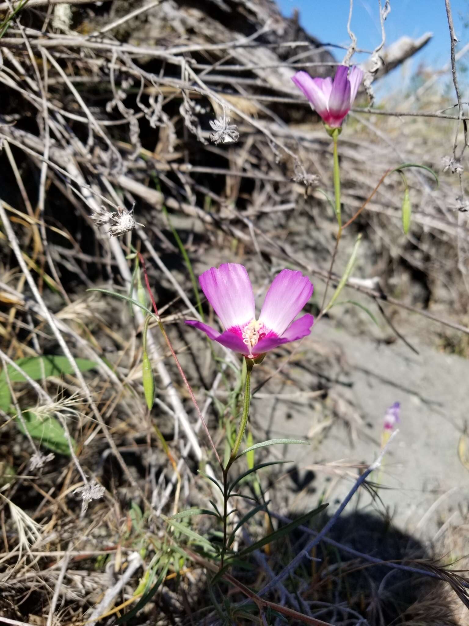 Imagem de Clarkia gracilis (Piper) A. Nels. & J. F. Macbr.