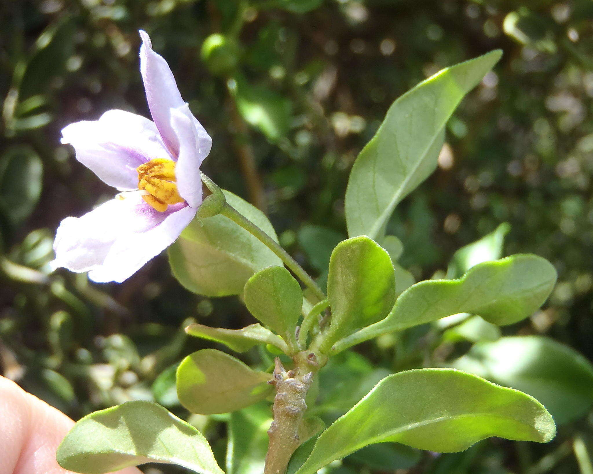 Image of Solanum guineense