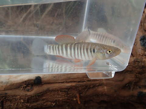 Image of Plains Killifish