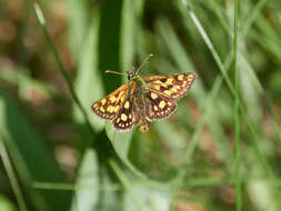 Image of Carterocephalus