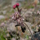 Image of Trifolium saxatile All.