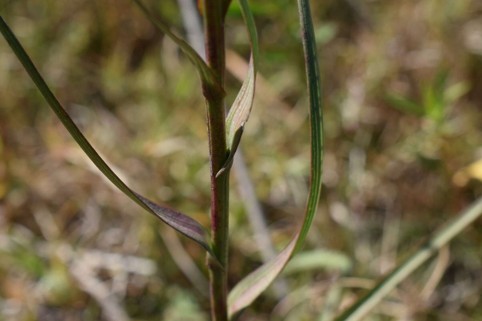 Image of Symphyotrichum graminifolium (Spreng.) G. L. Nesom