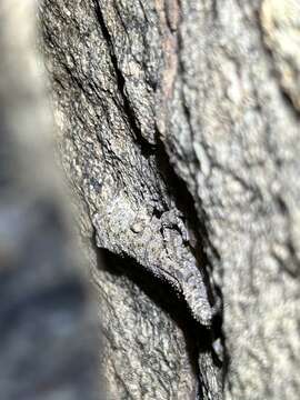 Image of Namaqua Thick-toed Gecko