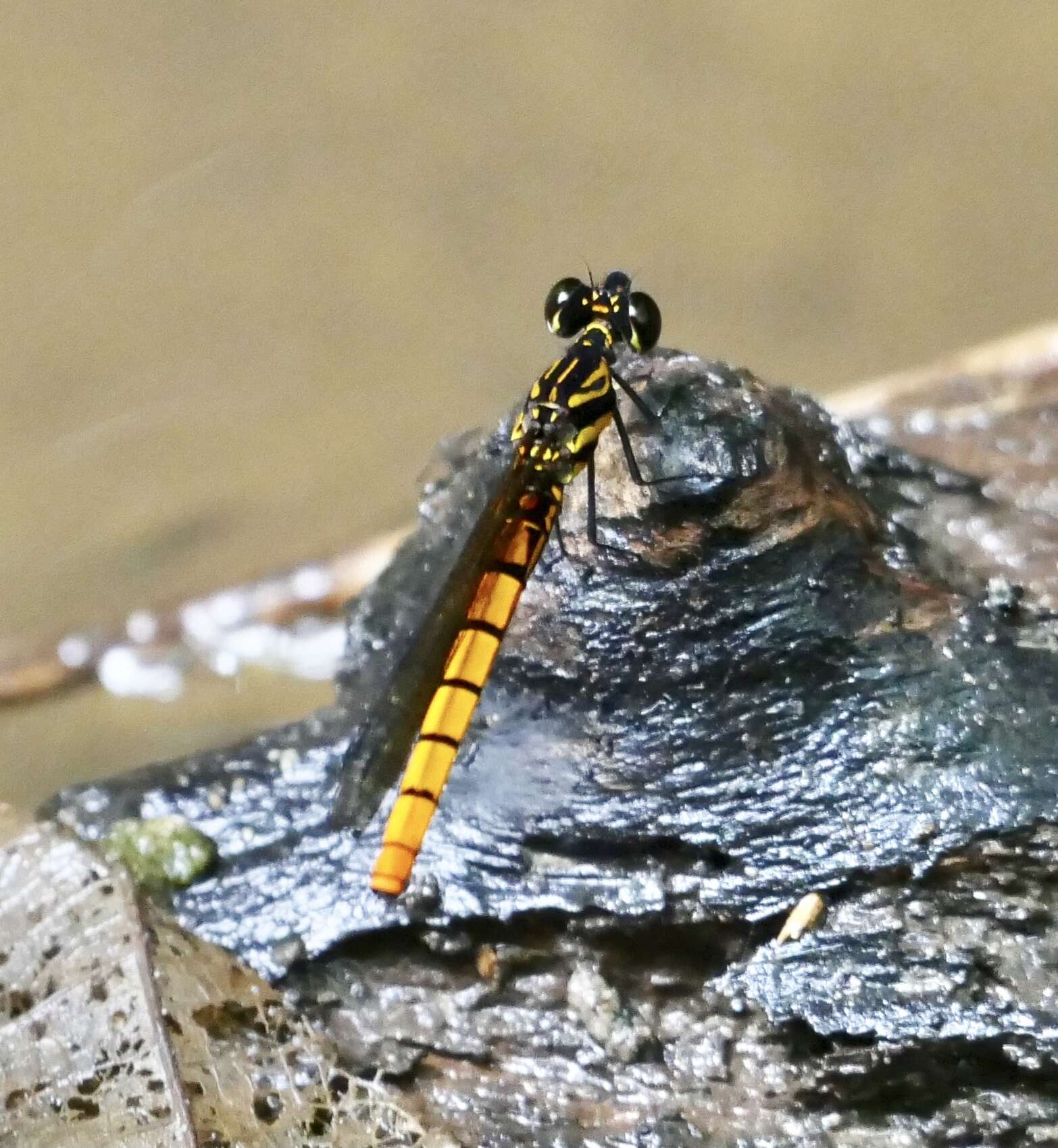 Image of Chlorocypha luminosa (Karsch 1893)