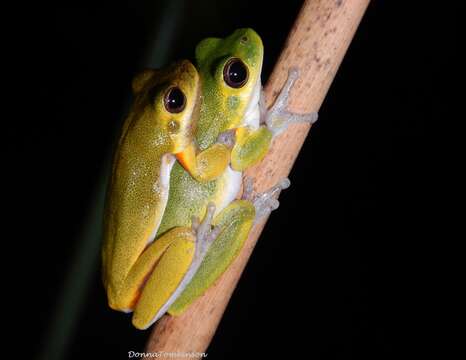 Litoria cooloolensis Liem 1974的圖片