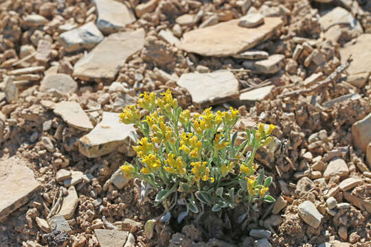 Image of parasol bladderpod