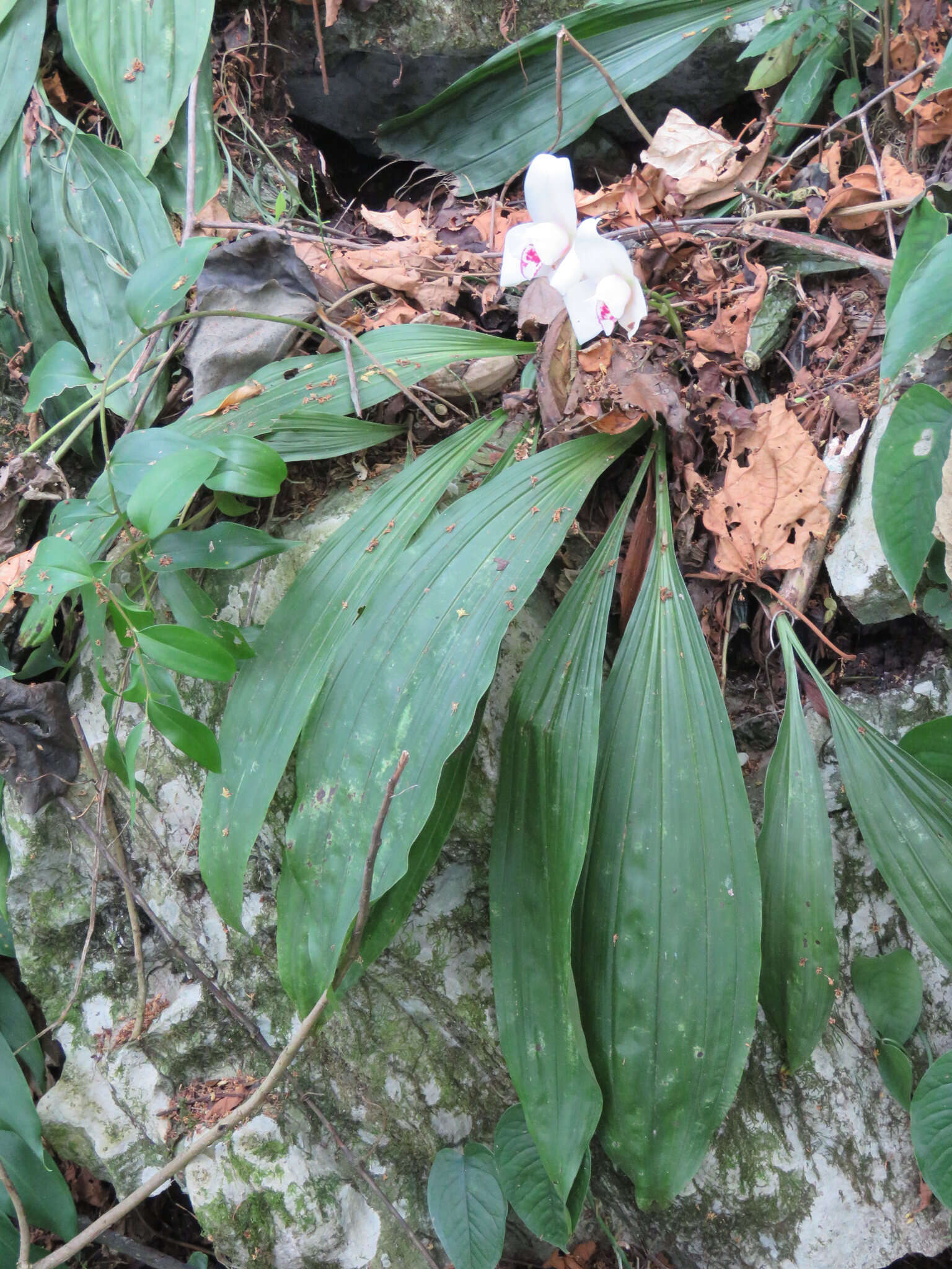 Imagem de Lycaste virginalis (Scheidw.) Linden