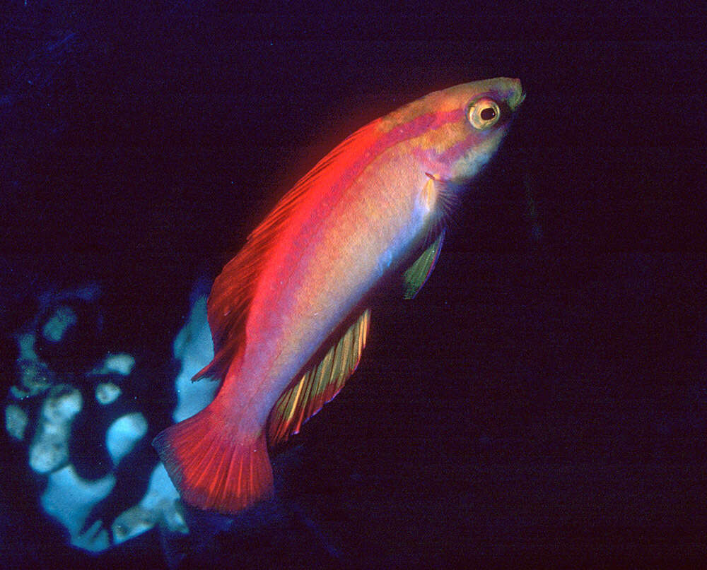 Image of Flame wrasse