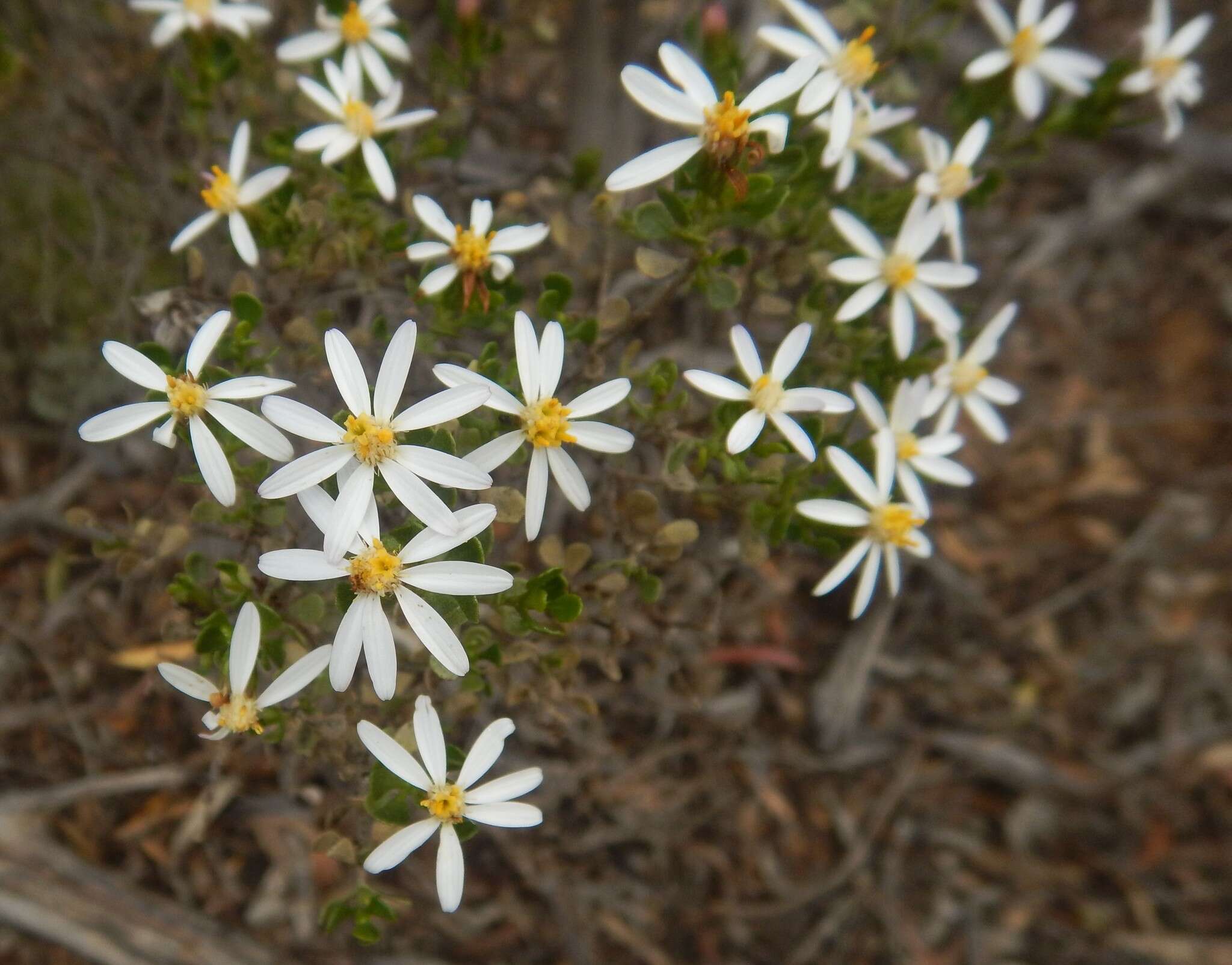 Image de Olearia muelleri (Sonder) Benth.