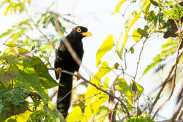 Imagem de Cyanocorax yucatanicus (Dubois & Ajc 1875)