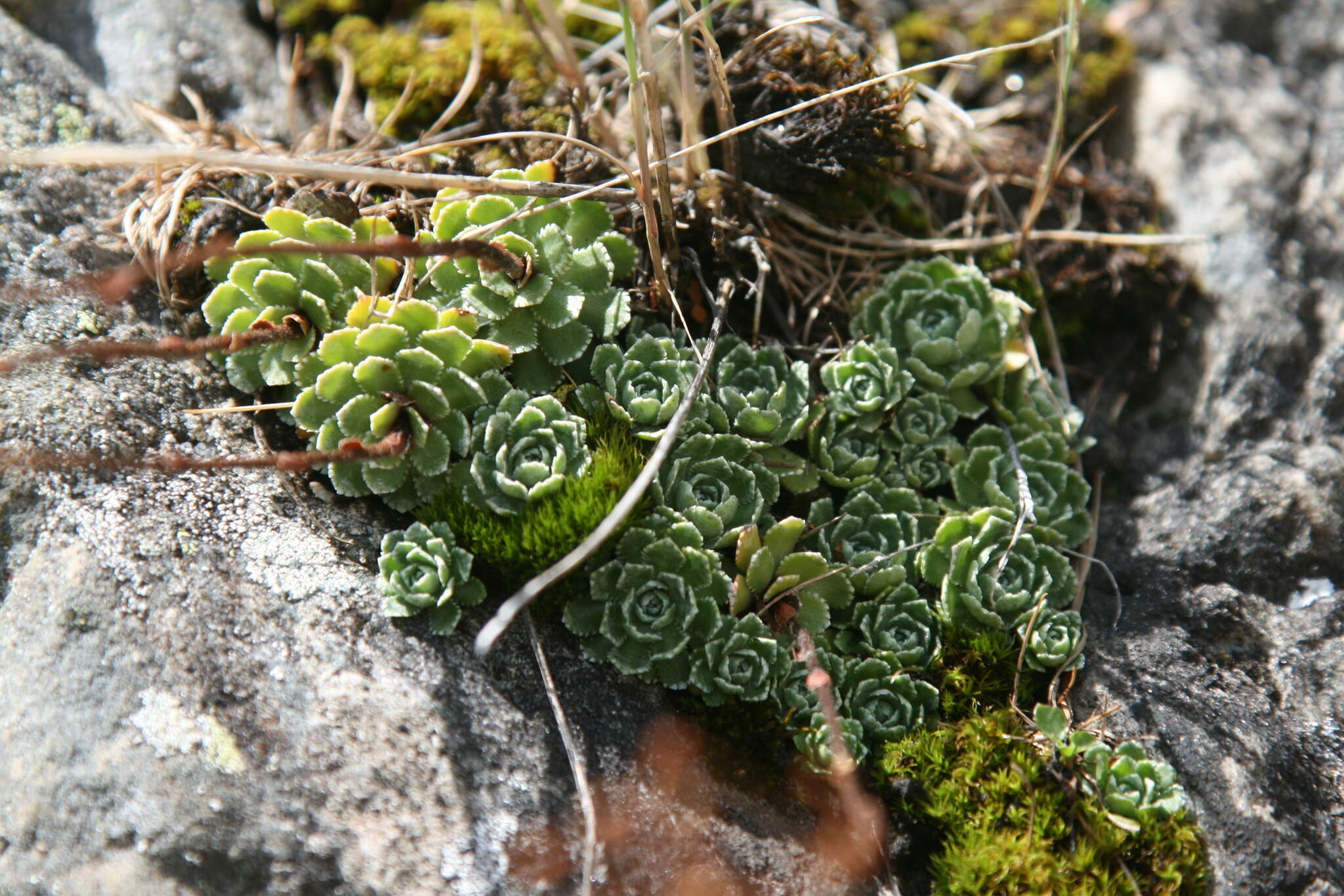 Image of Livelong Saxifrage