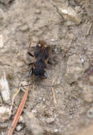 Image of Eremocoris podagricus Fabricius & J. C. 1775