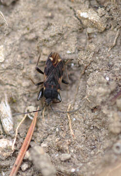 صورة Eremocoris podagricus Fabricius & J. C. 1775