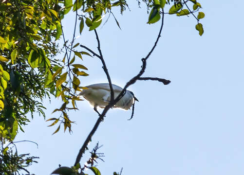 Image of White Bellbird